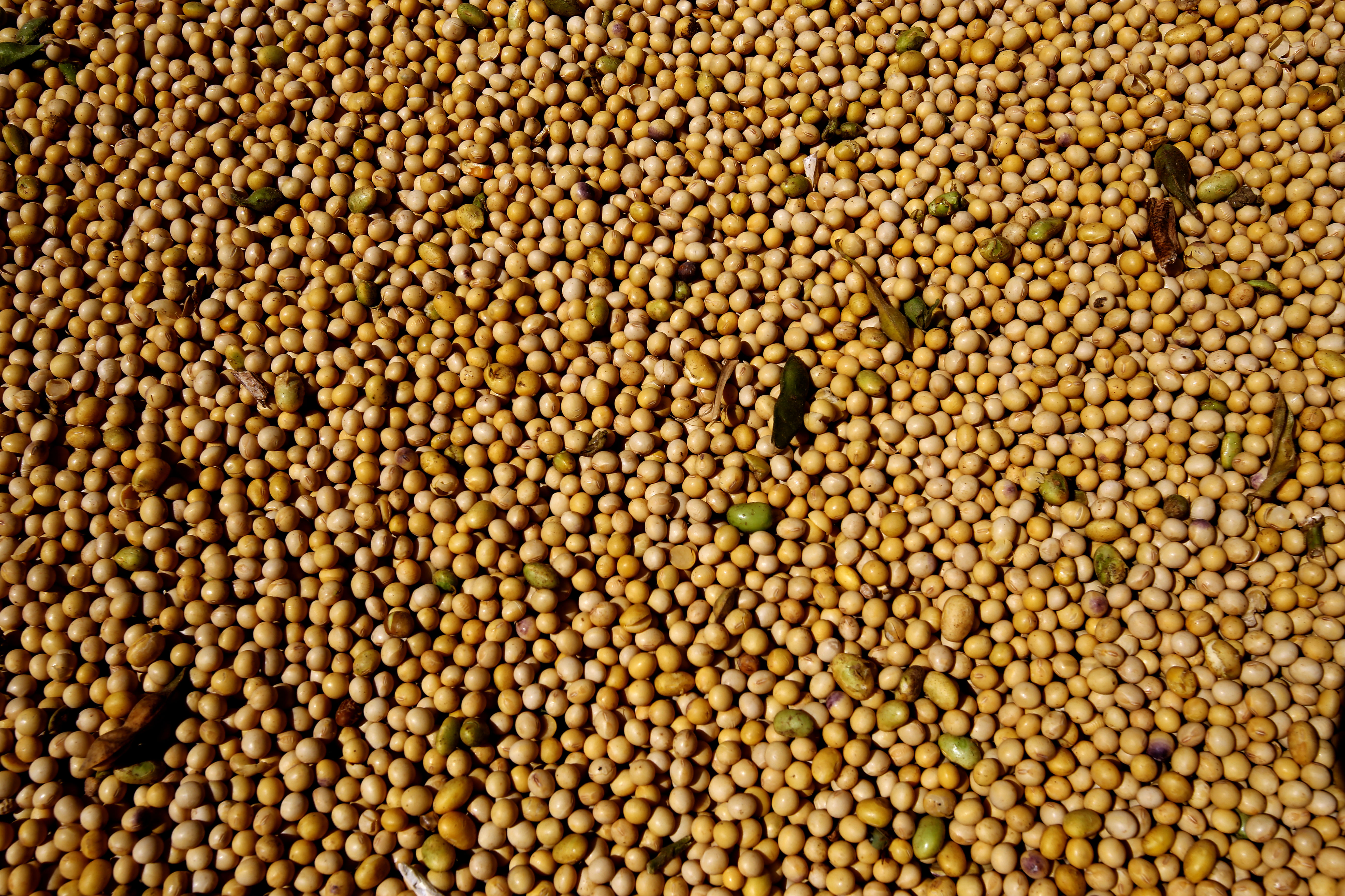 Com esses preços, os produtores vão tentar segurar ao máximo a venda da soja. | Pedro Serapio/Gazeta do Povo