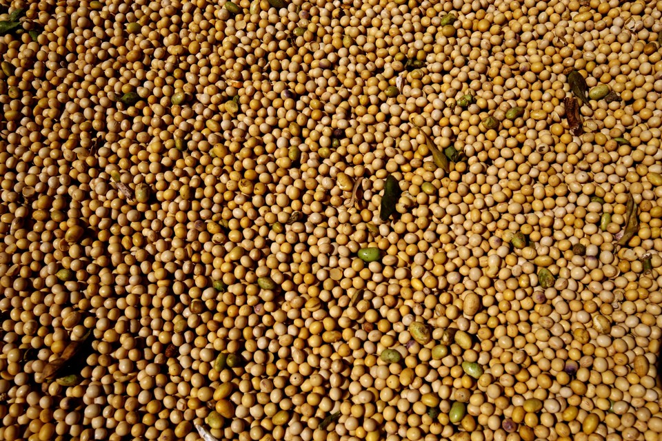 Com esses preços, os produtores vão tentar segurar ao máximo a venda da soja. | Pedro Serapio/Gazeta do Povo