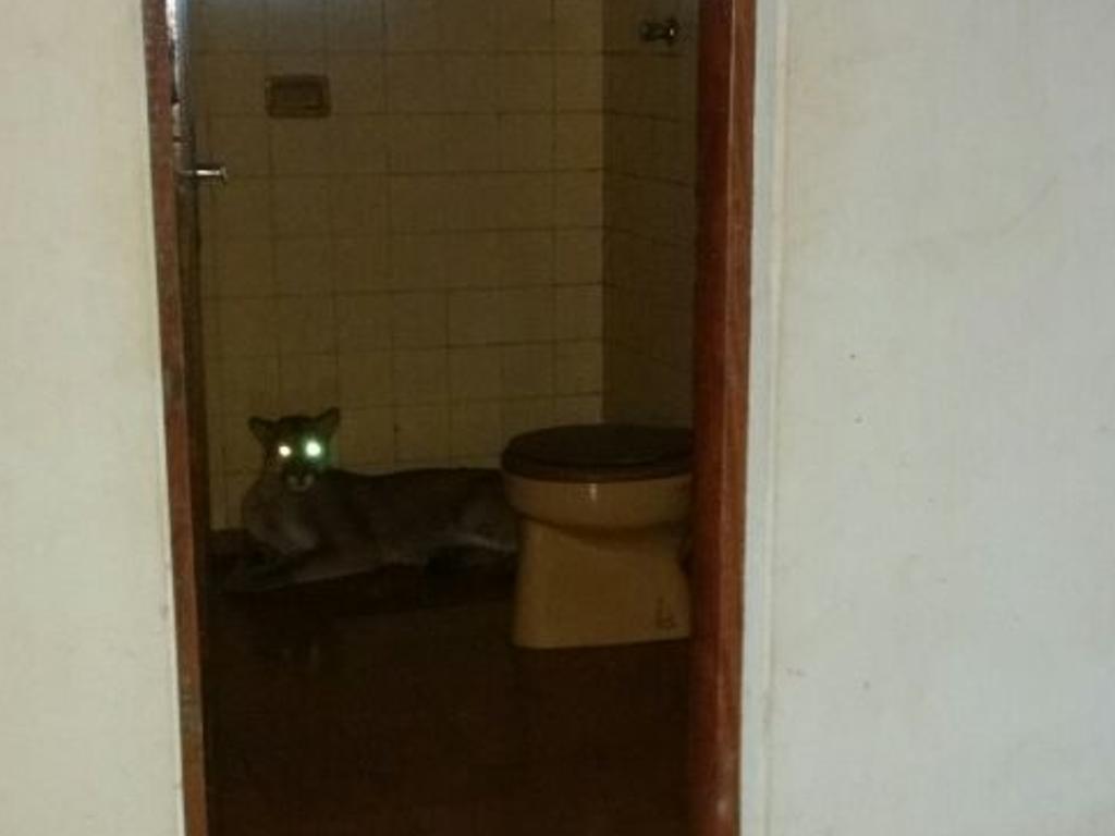 Onça parda foi descoberta por caseiro que cuidava da propriedade | Divulgação/Polícia Ambiental