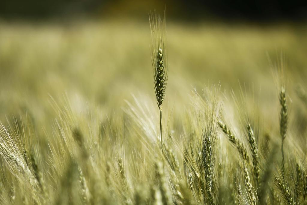 No Paraná, o Deral estima redução da área de produção de trigo de 1,1 milhão de hectares para 1,05 milhão – cerca de 5%. | JONATHAN CAMPOS/GAZETA D POVO