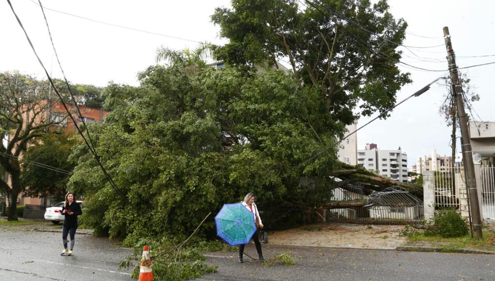 Árvore caiu nesta madrugada na Alameda Princesa Izabel | Aniele Nascimento/