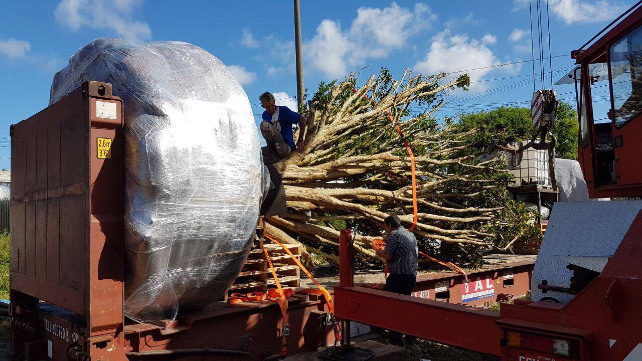 Transporte de árvores jabuticabeiras foi feito via terrestre de Antonina a Paranaguá. | Divulgação
