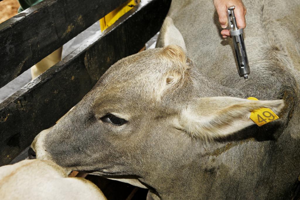 Anúncio ocorreu durante a 44ª reunião da Comissão Sul-Americana para a Luta contra a Febre Aftosa (Cosalfa), ocorrida em Pirenópolis, em Goiás. | Antônio More / Agência de Notícias Gazeta do Povo/Antônio More / Agência de Notícias Gazeta do Povo