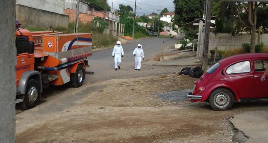 Três pessoas ficaram feridas depois de ataque de abelhas em Almirante Tamandaré | Victor Rudiero/Colaboração