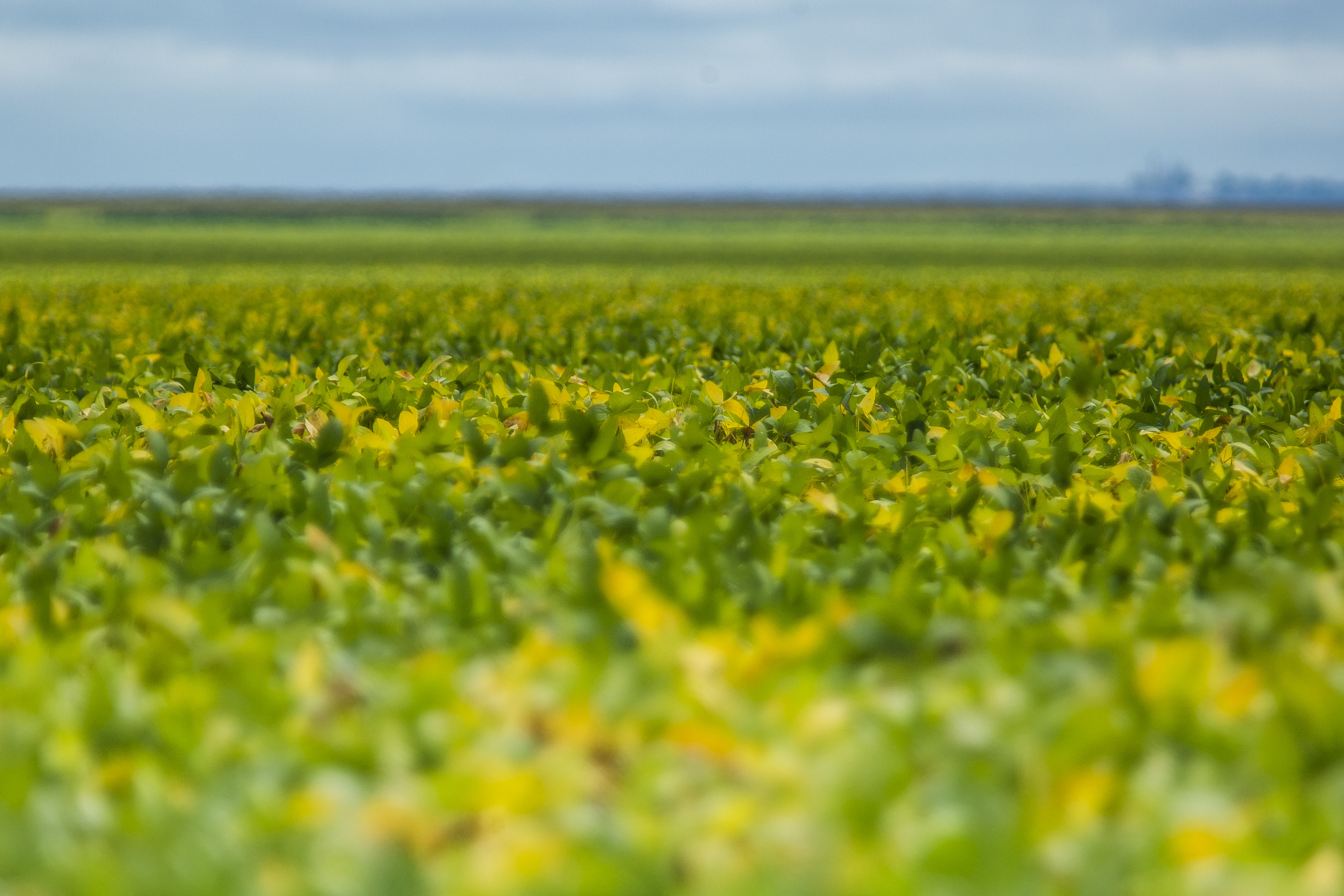 | Lineu Filho/Gazeta do Povo