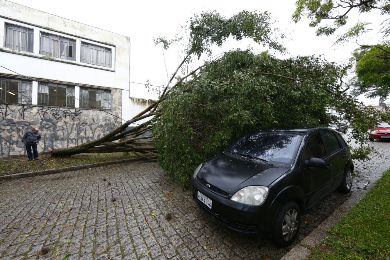 Ventania derrubou mais de 50 árvores nesta quarta-feira, em Curitiba | Aniele Nascimento/Gazeta do Povo
