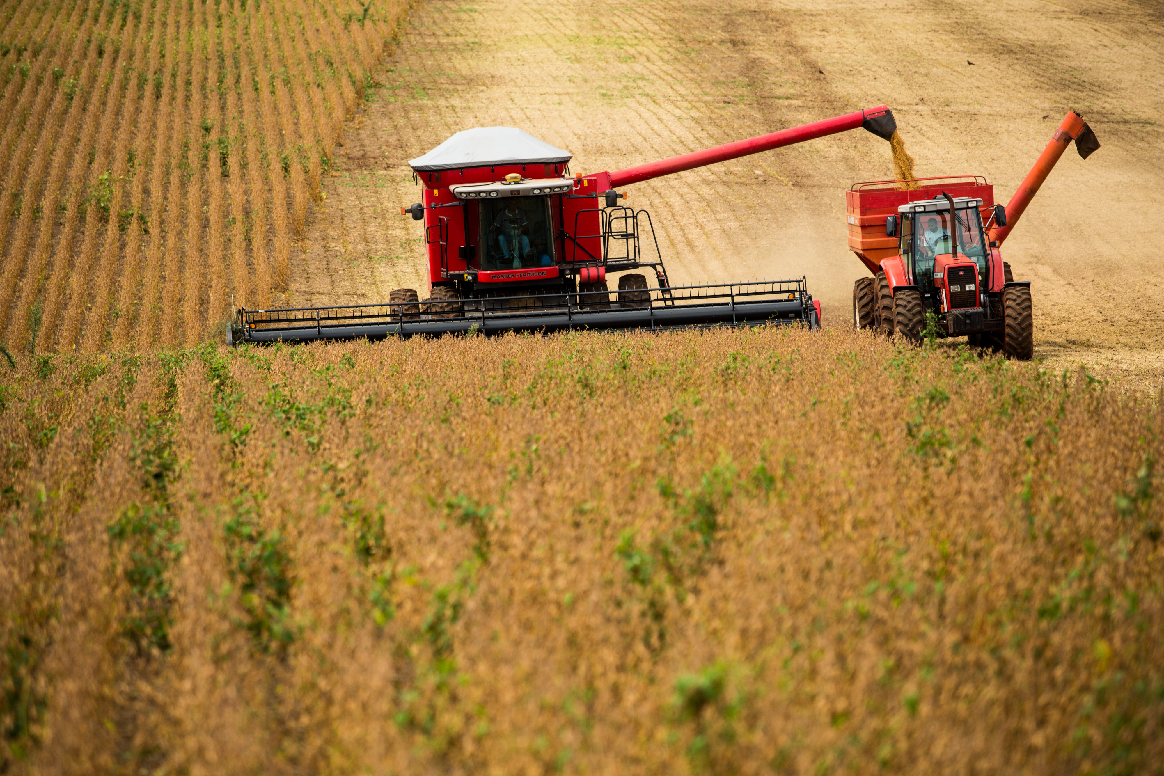 O número representa um aumento de 22,1% ou 41,3 milhões de toneladas frente às 186,6 milhões de t da safra passada. | Brunno Covello/Gazeta do Povo