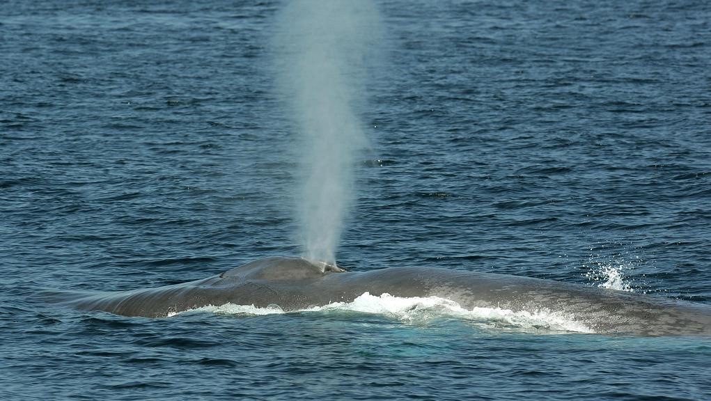 Baleia Azul: lenda urbana ou realidade? | Robyn Beck/AFP