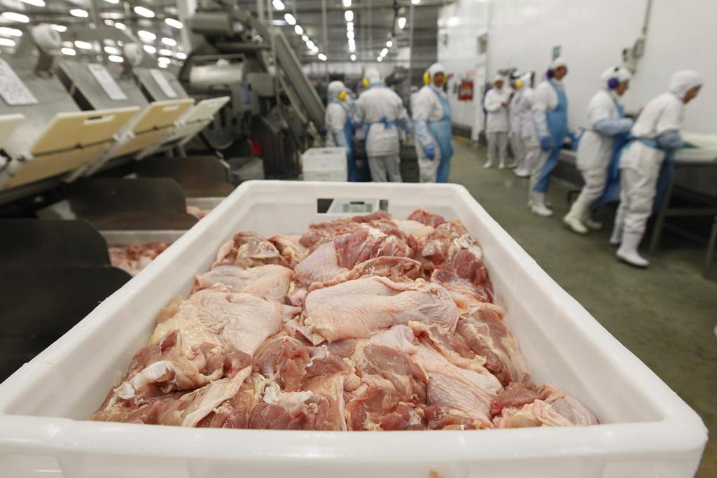 As granjas do município chegaram a acumular mais de 300 mil perus em situação de abate. | Jonathan Campos/Gazeta do Povo