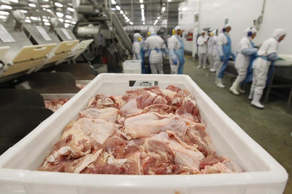As granjas do município chegaram a acumular mais de 300 mil perus em situação de abate. | Jonathan Campos/Gazeta do Povo