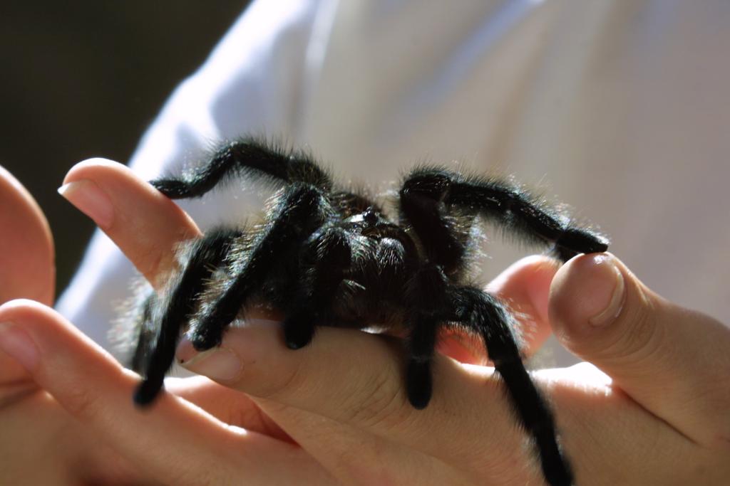 A toxina extraída do veneno da aranha não faz mal para a saúde de nós, humanos, garantem os pesquisadores. | Antonio Costa/Gazeta do Povo