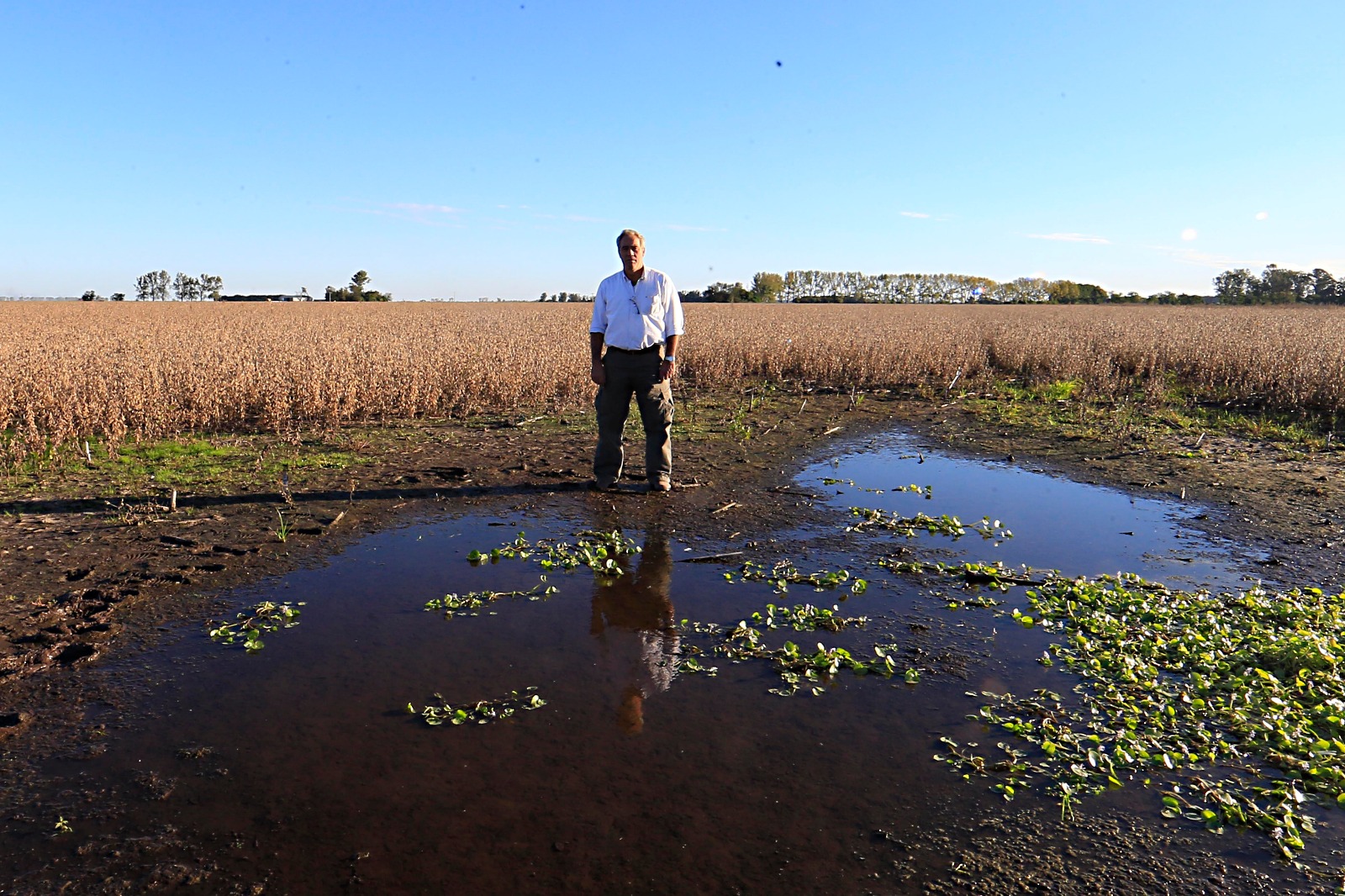 Gustavo Sutter Schneider, que cultiva 1 mil hectares na província de Santa Fé, na Argentina, está com a soja pronta para colher há 20 dias, mas não consegue concluir os trabalhos por causa da chuva. | Albari Rosa/Gazeta do Povo