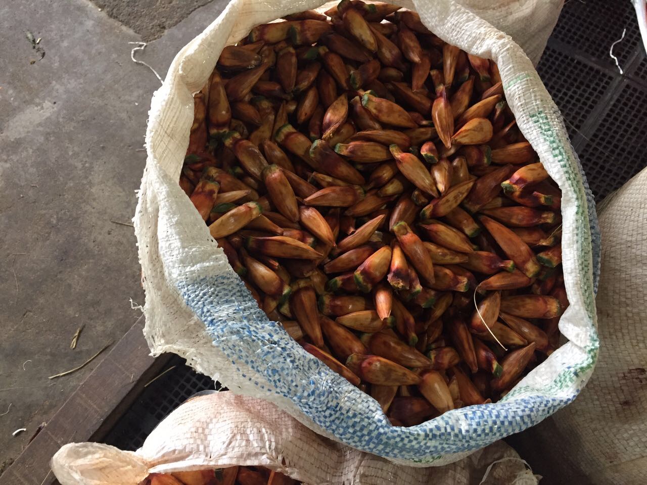 Quatro toneladas de pinhões verdes foram aprendidos na Ceasa | Divulgação /IAP