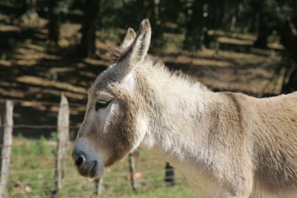 Além da carne, objetivo do projeto é investir nos laticínios de jumenta. | Aniele Nascimento/Aniele Nascimento