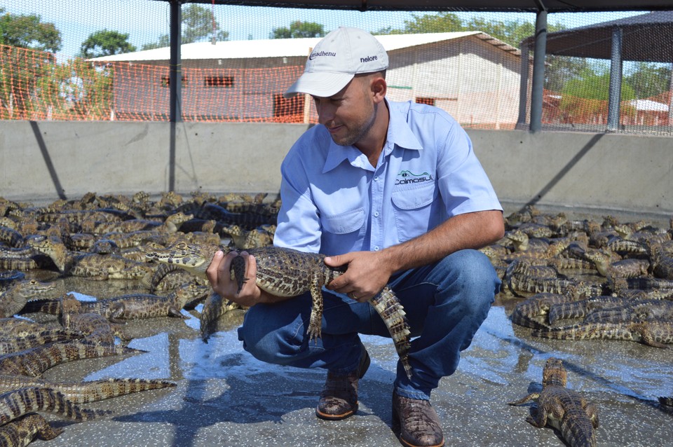 Zootecnista, Willer Girardi  trabalha há mais de dez anos com a criação de jacarés . Novo frigorífico terá capacidade de abate de mais de 500 animais por dia. | Anderson Gallo/Diário Corumbaense