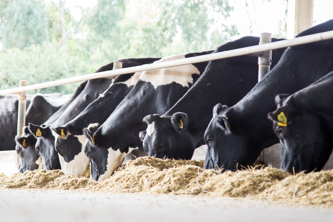 Apresentações e julgamento de gado, palestras sobre pecuária de leite, suinocultura e o tradicional Clube de Bezerras fazem parte da programação do evento. | Divulgação/