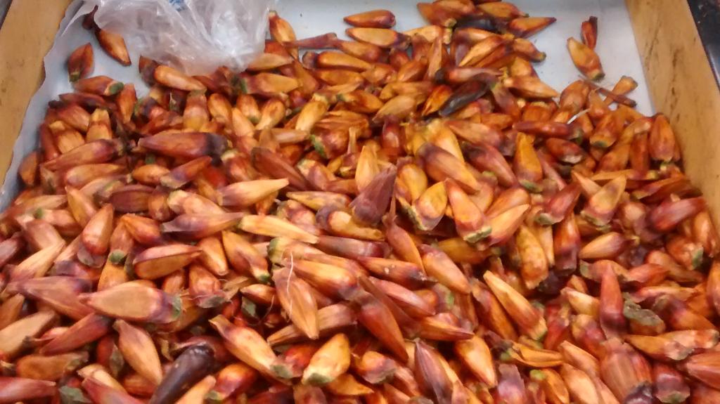 | Angieli Maros/ Gazeta do Povo