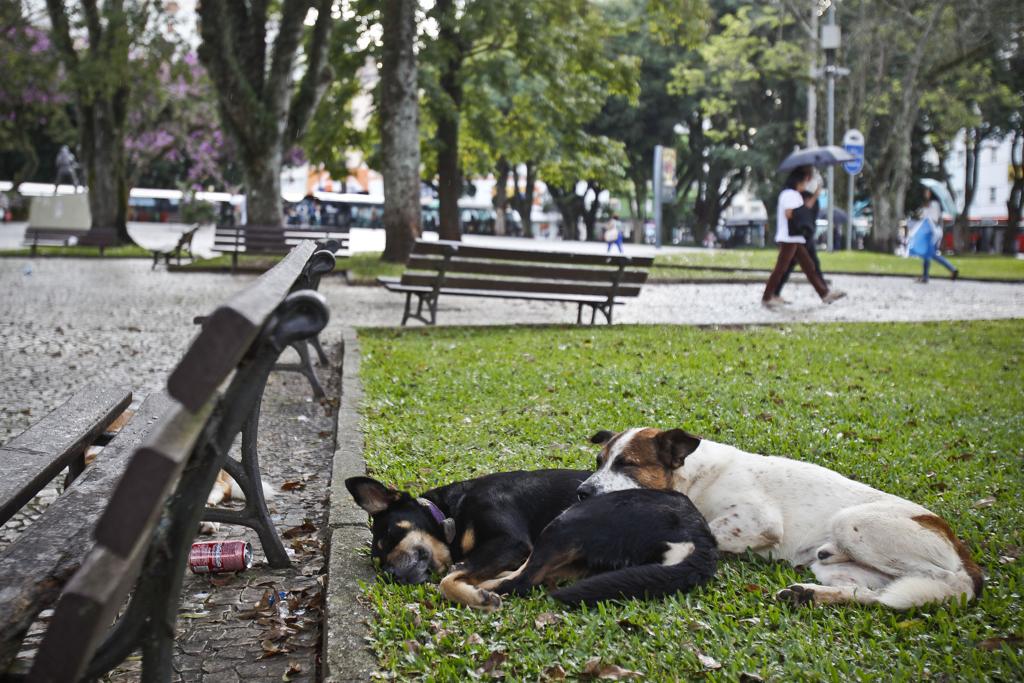 Prefeitura segue recolhendo apenas animais encontrados nas ruas | Daniel Castellano / Gazeta do Povo