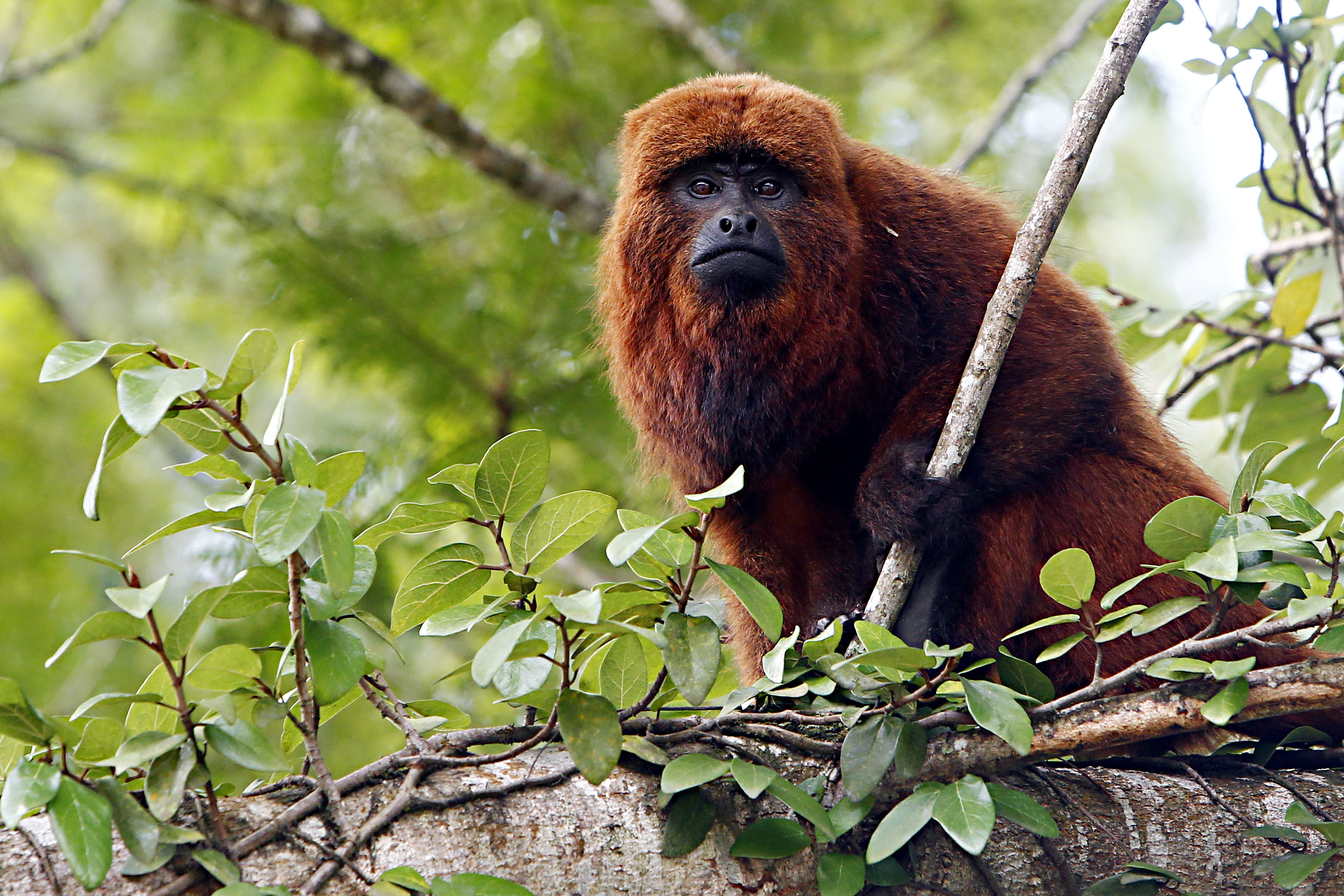 | Albari Rosa/Gazeta do Povo