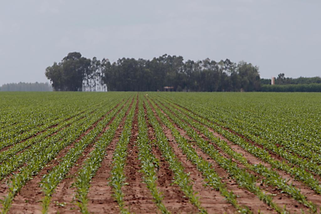 Plantio de soja na região de Formosa do Rio Preto, no MaToPiBa. Região é considerada a última fronteira agrícola do país. | Albari Rosa/Gazeta do Povo