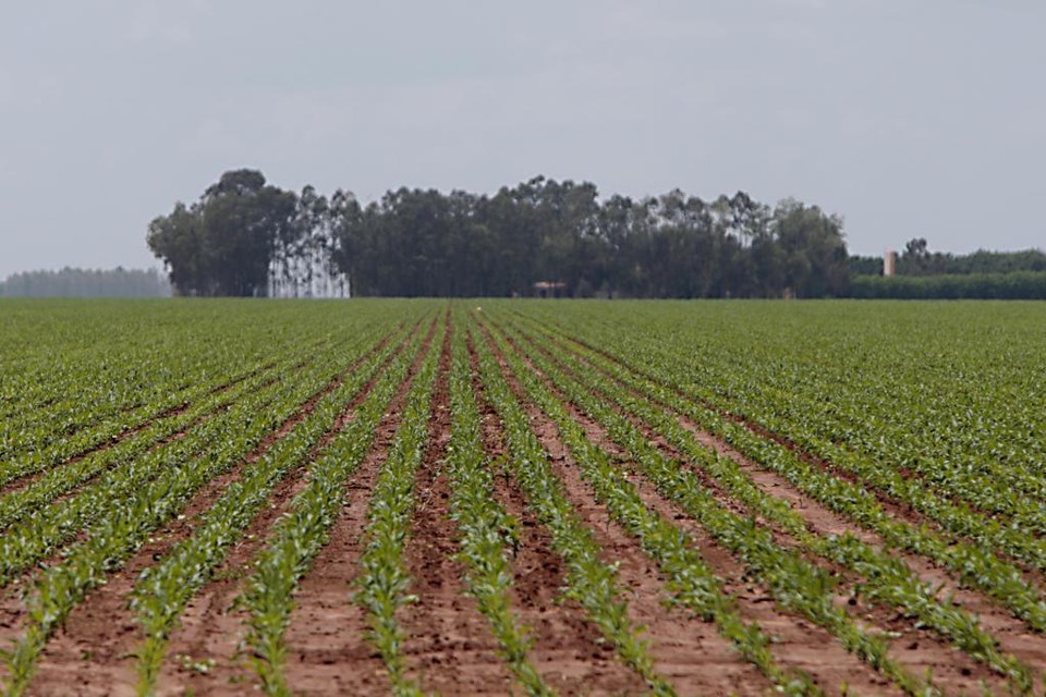 Plantio de soja na região de Formosa do Rio Preto, no MaToPiBa. Região é considerada a última fronteira agrícola do país. | Albari Rosa/Gazeta do Povo