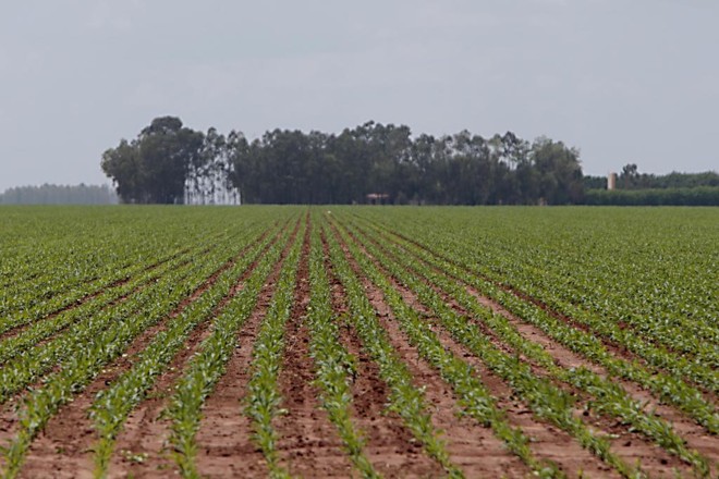 Plantio de soja na região de Formosa do Rio Preto, no MaToPiBa. Região é considerada a última fronteira agrícola do país. | Albari Rosa/Gazeta do Povo