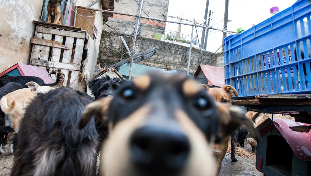 Só uma mulher identificada na pesquisa mantinha 105 cachorros em um espaço de 50 metros quadrados. | Brunno Covello/Gazeta do Povo/Arquivo