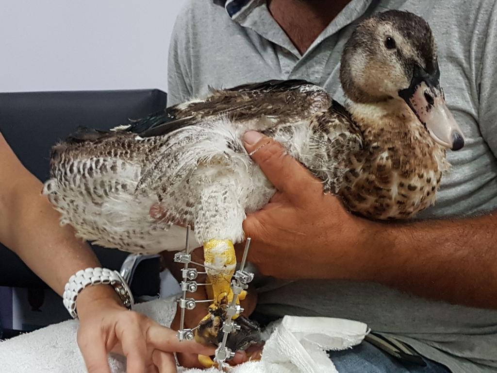 Pato de estimação “Batata” tem pata amputada e ganha prótese de metal de empreendedor paulista. Leia na Gazeta do Povo | Conforpés/Divulgação