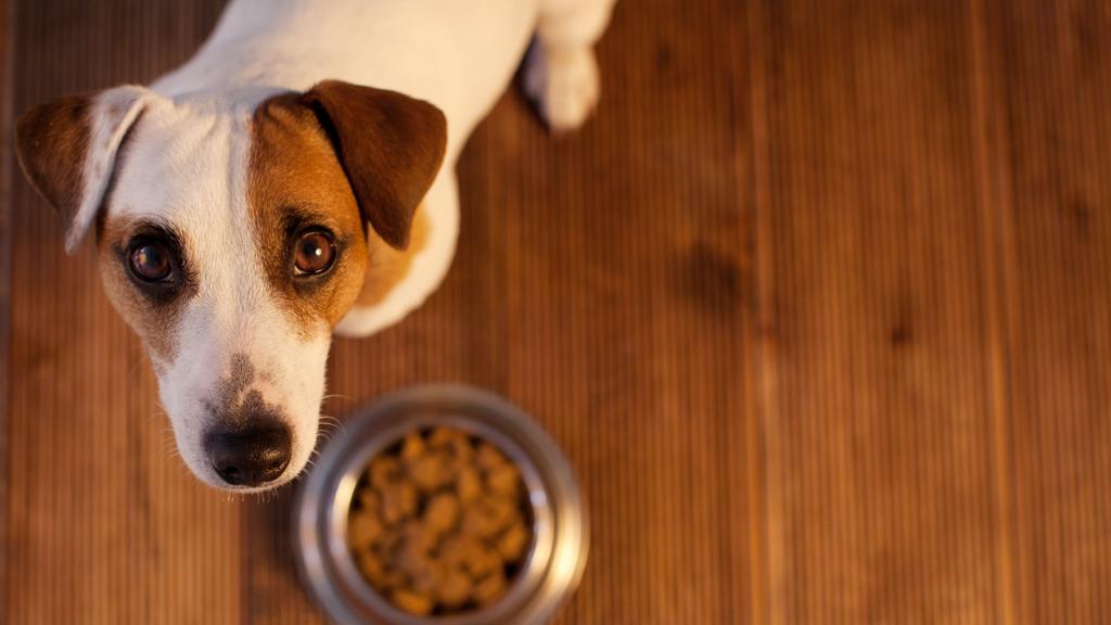 Para o ativista Gary Francione, precisamos parar de tratar os bichos como propriedade | /BigStock