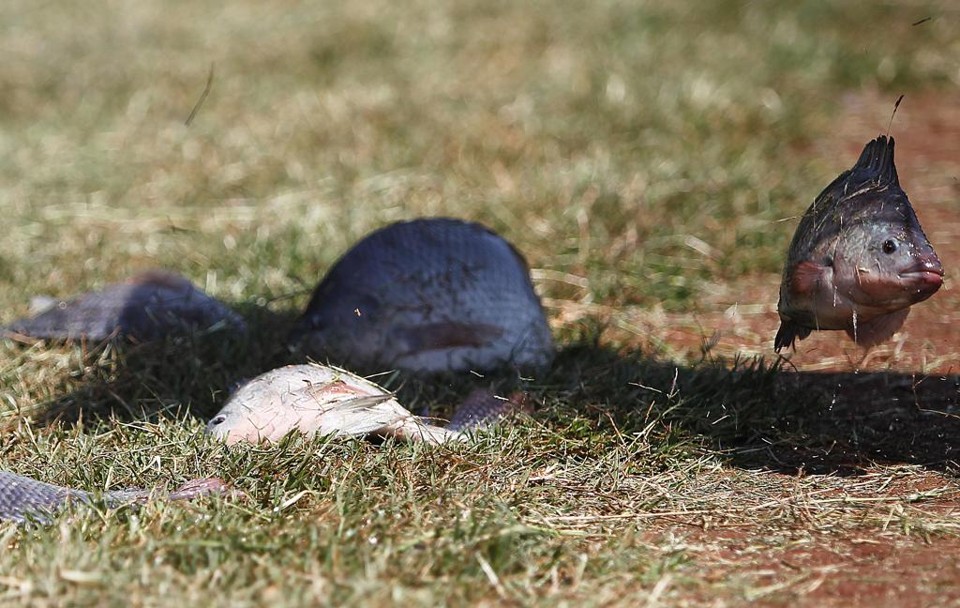 Paraná tem quase 30% da produção nacional de tilápias e é líder na criação de peixes cultivados, com 93,6 mil toneladas - quase 15% do total nacional. | Jonathan Campos/Gazeta do Povo