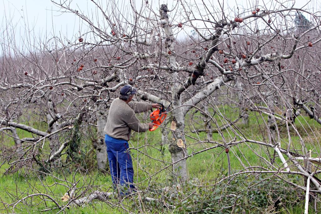 Plantação de maçãs em Palmas (PR): cidade é a maior produtora da fruta no estado, com 30% da produção macieira do Paraná. | Albari Rosa/Gazeta do Povo
