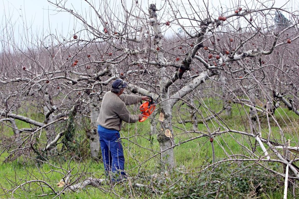Plantação de maçãs em Palmas (PR): cidade é a maior produtora da fruta no estado, com 30% da produção macieira do Paraná. | Albari Rosa/Gazeta do Povo