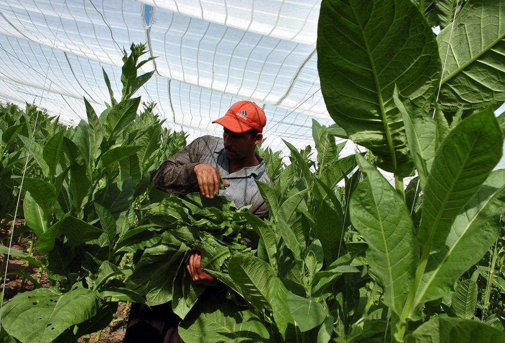 Ao todo, 98% da produção nacional de tabaco está concentrada na Região Sul. | Alejandro Ernesto/AE