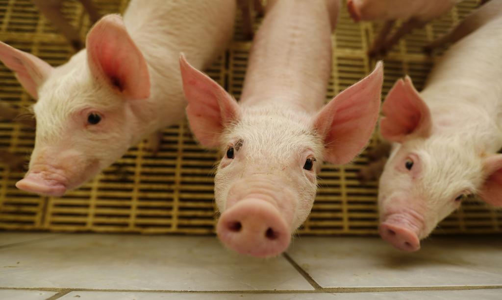 A Coreia do Sul importa frango brasileiro e vinha num processo de validação de frigoríficos para iniciar os embarques de carne suína. | JONATHAN CAMPOS/GAZETA DO POVO