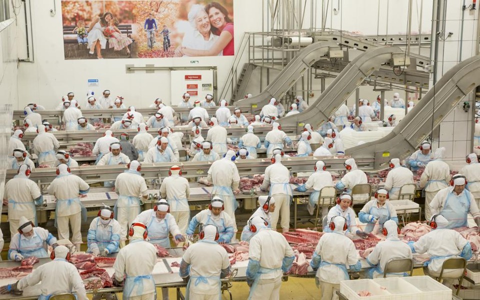 Para efeito de comparação, atualmente a Frimesa abate cerca de 6,5 mil animais na unidade de Medianeira. | Hugo Harada/Gazeta do Povo