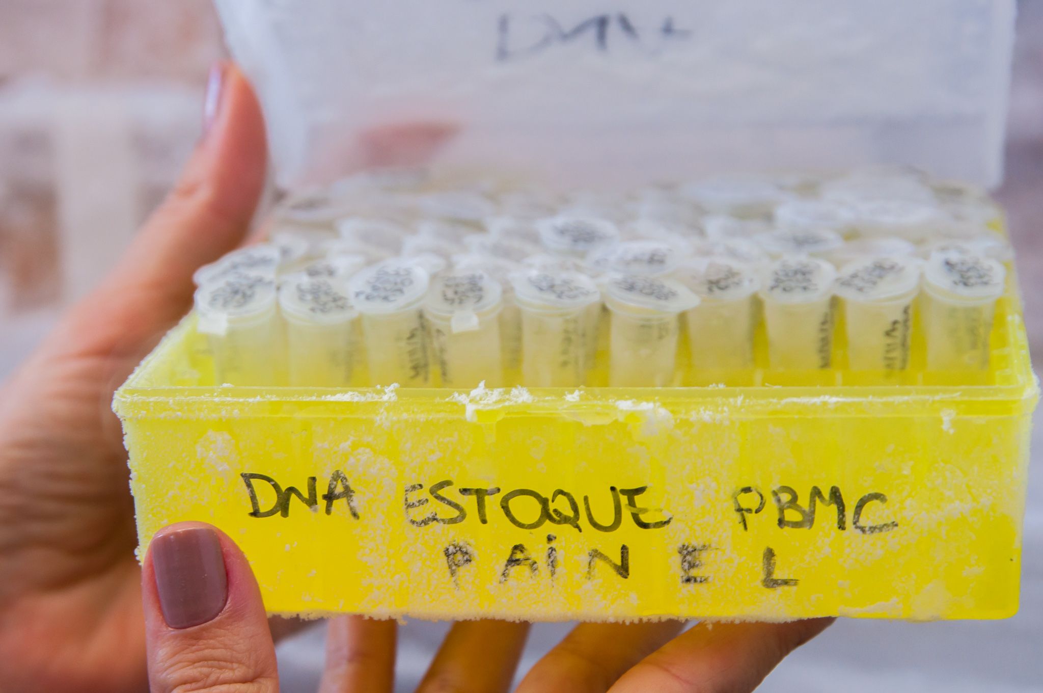 DNA colhido do sistema digestivo das larvas podem ser preservados por mais tempo. | Samira Chami Neves/UFPR