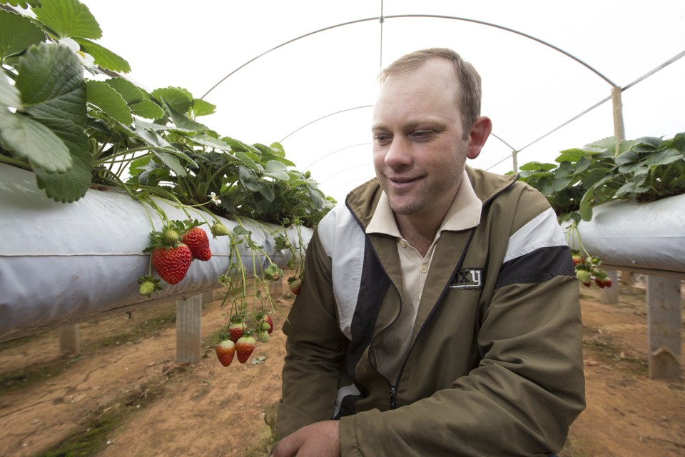 Ademir Moleta foi quem “lançou a moda” do cultivo do morango semi-hidropônico em Mandirituba | Lineu Filho/Gazeta do Povo
