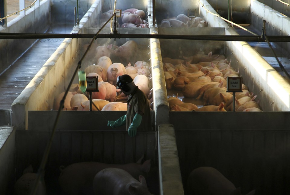 Pré-abate de suínos, bovinos e aves precisa ser realizado conforme as regras do Ministério da Agricultura, que prevê normas de abate humanitário | Daniel Castellano/Gazeta do Povo
