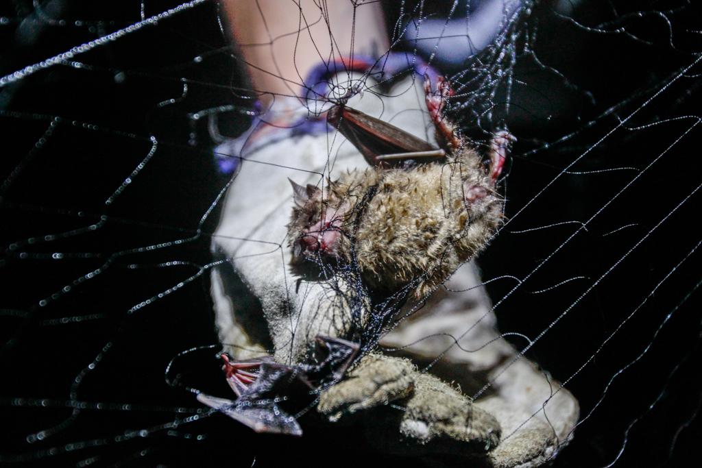 Cerca de 80 morcegos já foram encaminhados em Curitiba, netse ano, para exames em laboratório | Daniel Castellano/Gazeta do Povo