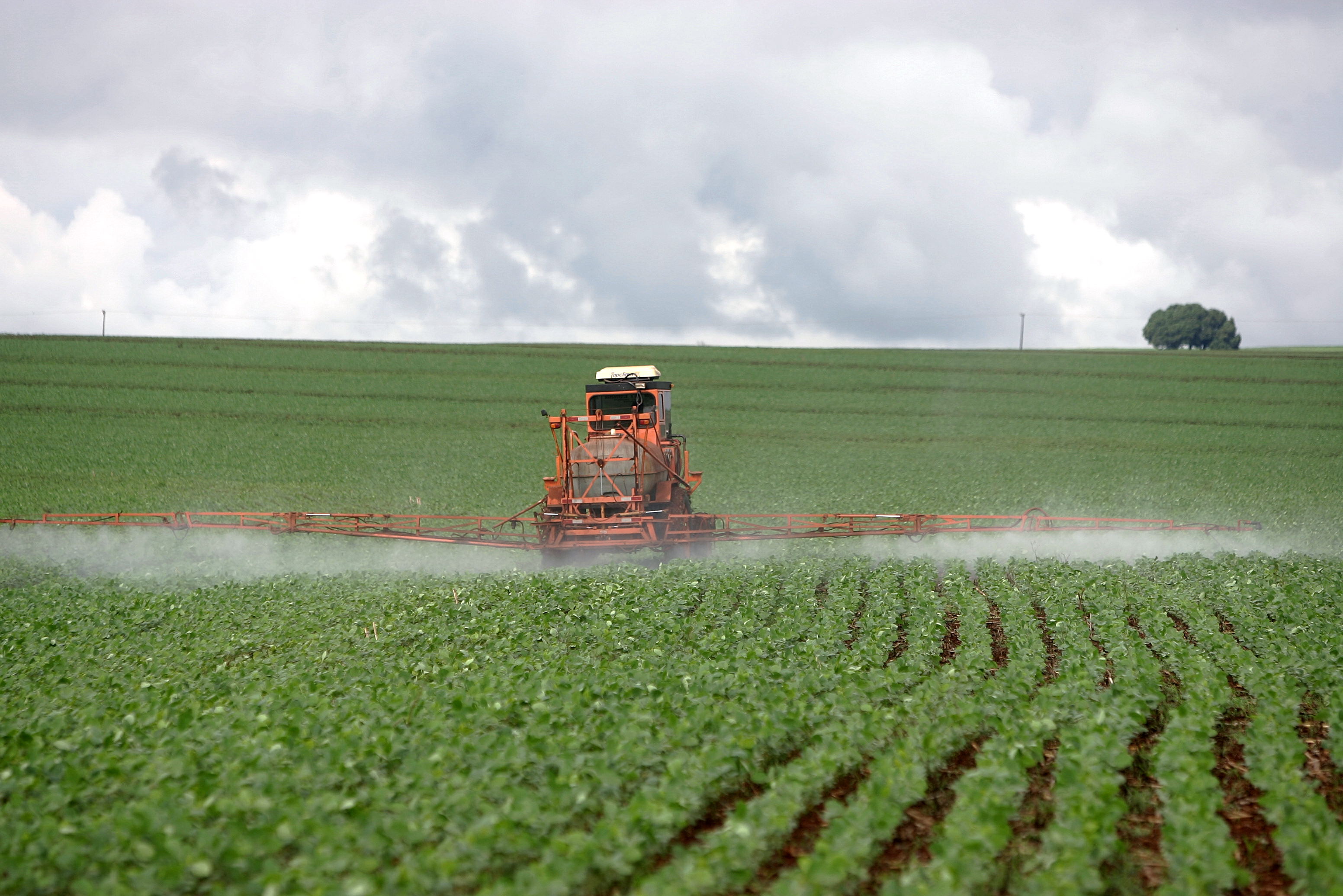 Óleo de nim: inseticida natural pode ser utilizado em larga escala na agricultura comercial ou em pequena margem na agricultura orgânica | HEDESON ALVES/GAZETA DO POVO