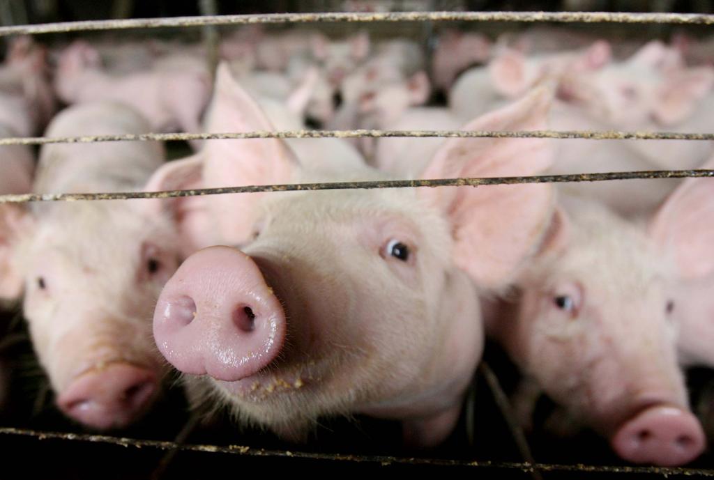 Preço dos insumos para ração de suínos e aves está menor, o que traz alento ao produtor . | ALBARI ROSA/GAZETA DO POVO