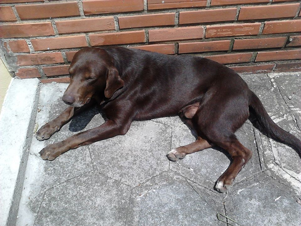 Cachorro levado em assalto volta para casa sozinho quase cinco horas depois Toddy, mestiço de labrador, voltou sozinho para casa após ser levado por assaltantes. | Facebook / Reprodução