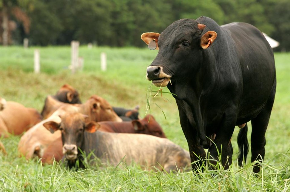 Se faltar insumo para o diagnóstico de tuberculose e brucelose, a qualidade da carne e do leite brasileiros está ameaçada. | Hugo Harada/Gazeta do Povo