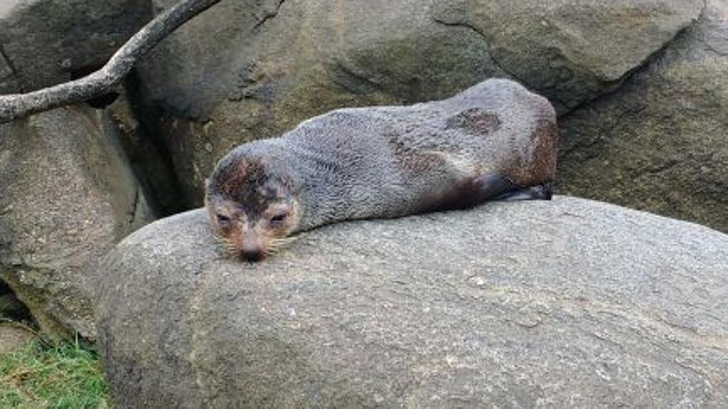 Lobo-marinho encontrado no Litoral do Paraná, no inverno de 2016 | Laboratório de Ecologia e Conservação/