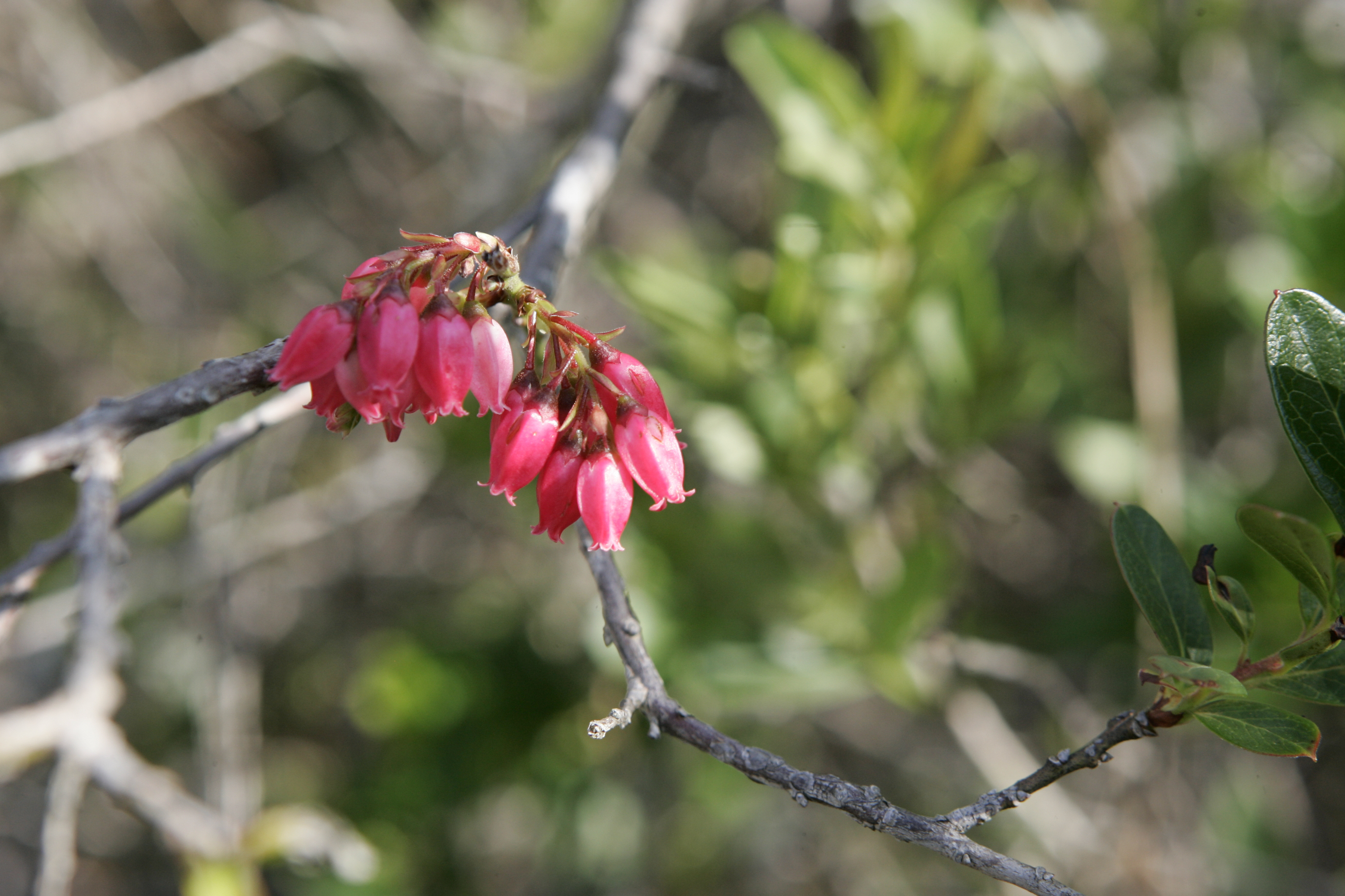 | Henry Milleo/Arquivo Gazeta do Povo