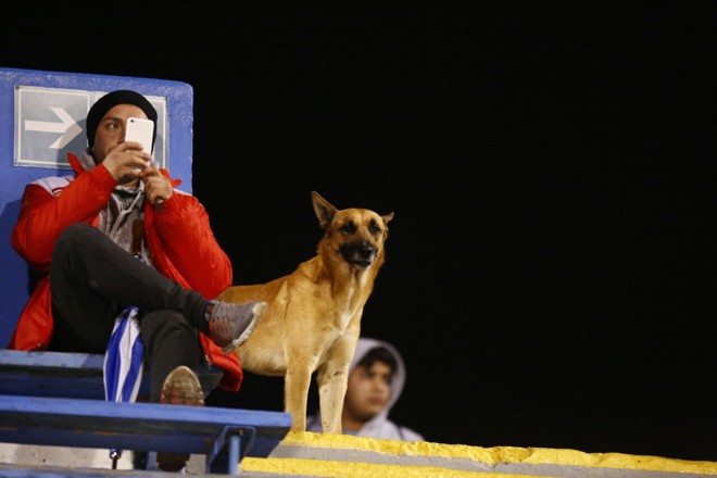 Tinha até cachorro na arquibancada acompanhando o duelo de Libertadores. | Jonathan Campos– enviado especial/Gazeta do Povo