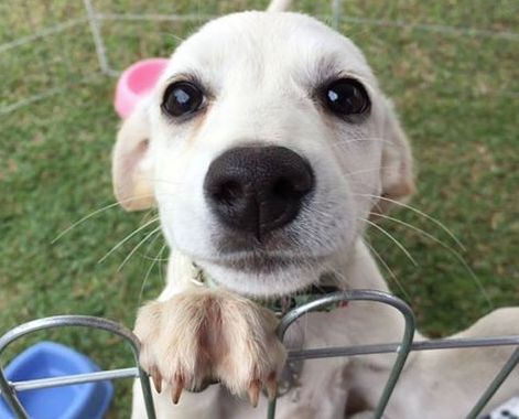 Cão para adoção em feira de animais | Tomba Latas/Reprodução/Facebook