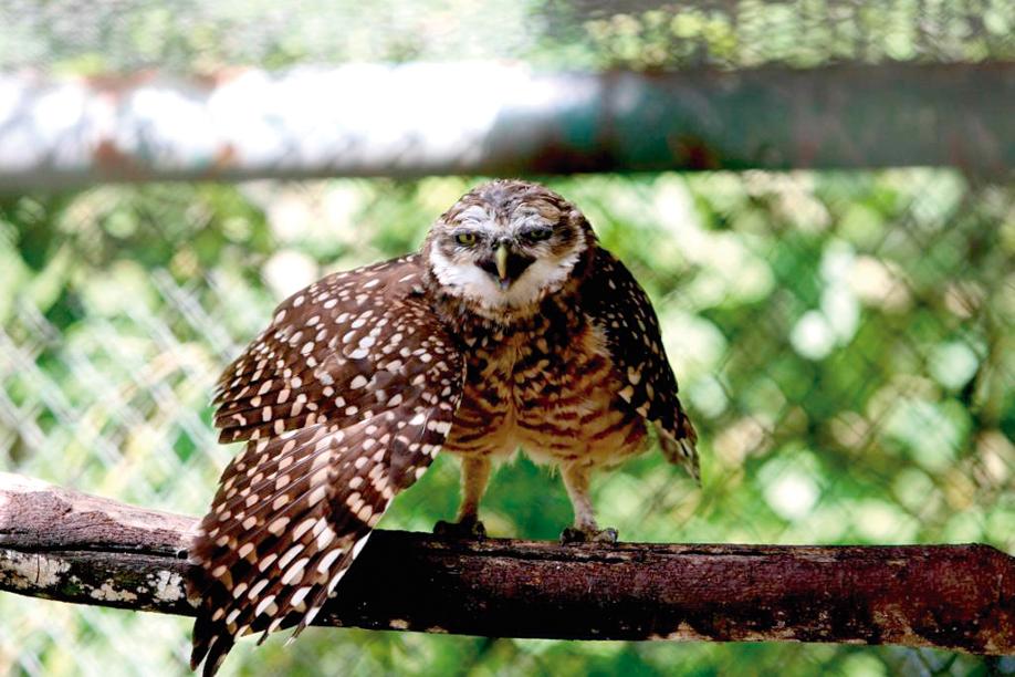 A maior parte dos animais resgatados são aves nativas do Paraná, como a coruja. | Ivonaldo Alexandre/Gazeta do Povo