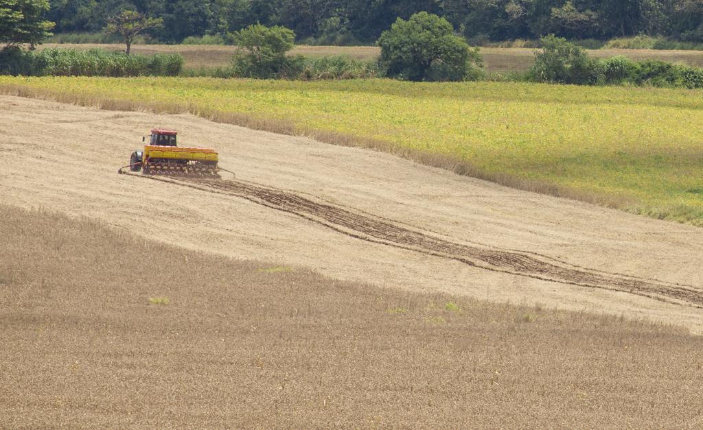 Até o momento, os produtores completaram 71% do plantio na área prevista para o cereal na safra 2017/18, acima da expectativa do mercado (65%) e da média histórica, que é de 70% para o período. | Hugo Harada/Gazeta do Povo