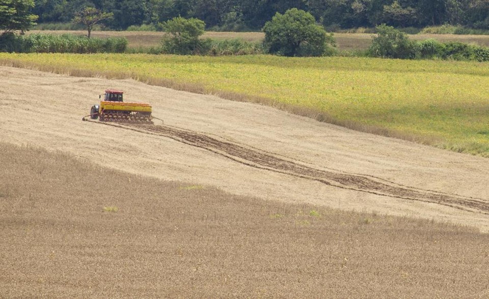 Até o momento, os produtores completaram 71% do plantio na área prevista para o cereal na safra 2017/18, acima da expectativa do mercado (65%) e da média histórica, que é de 70% para o período. | Hugo Harada/Gazeta do Povo